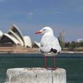 Večera u operi u Sydneyu odvija se uz pse koji tjeraju galebove