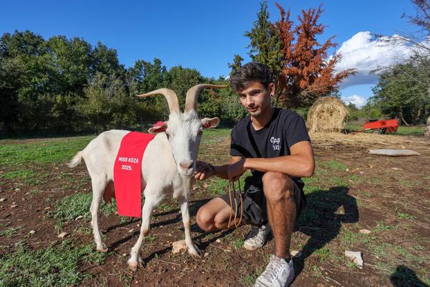 Vodnjan: Za Naj kozu 2025. godine izabrana je koza Jelena, vlasnika Mattea Muškovića 