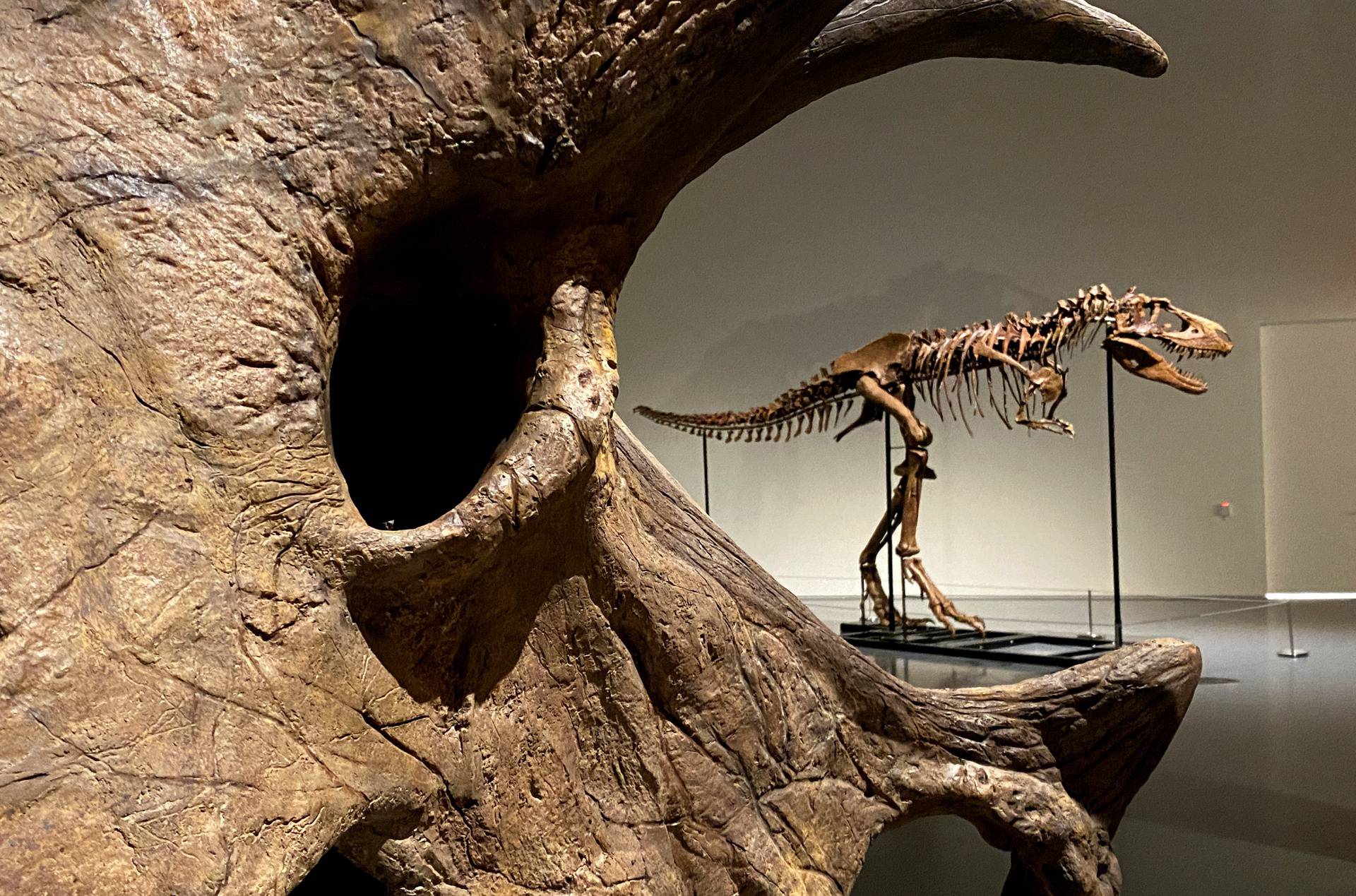 Gorgosaurus dinosaur skeleton to be auctioned by Sotheby's in New York