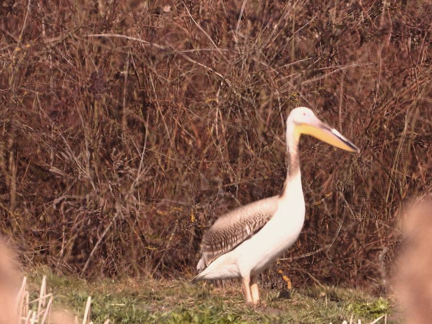 Na slavonski ribnjak sletio je pelikan!: 'Oni u Hrvatskoj nisu viđenih posljednjih 100 godina'