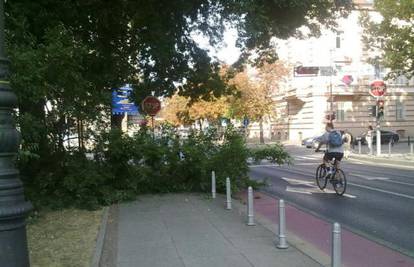 Zbog suše trula grana pala je na pločnik, nema ozlijeđenih