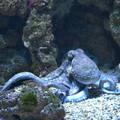 Zbog ovih 8 razloga hobotnice su među najčudnijim bićima