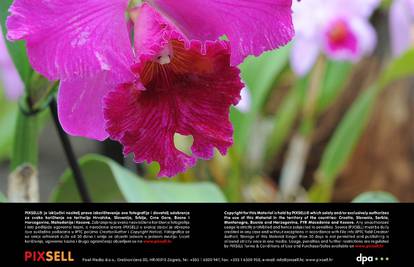 Orhideja - top savjeti za izbor i njegu kraljice među cvijećem