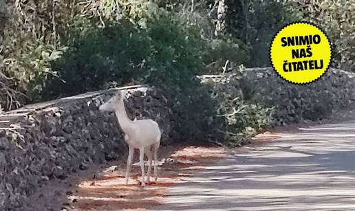 FOTO Predivne scene na Cresu: 'Vidio sam albino bambija'