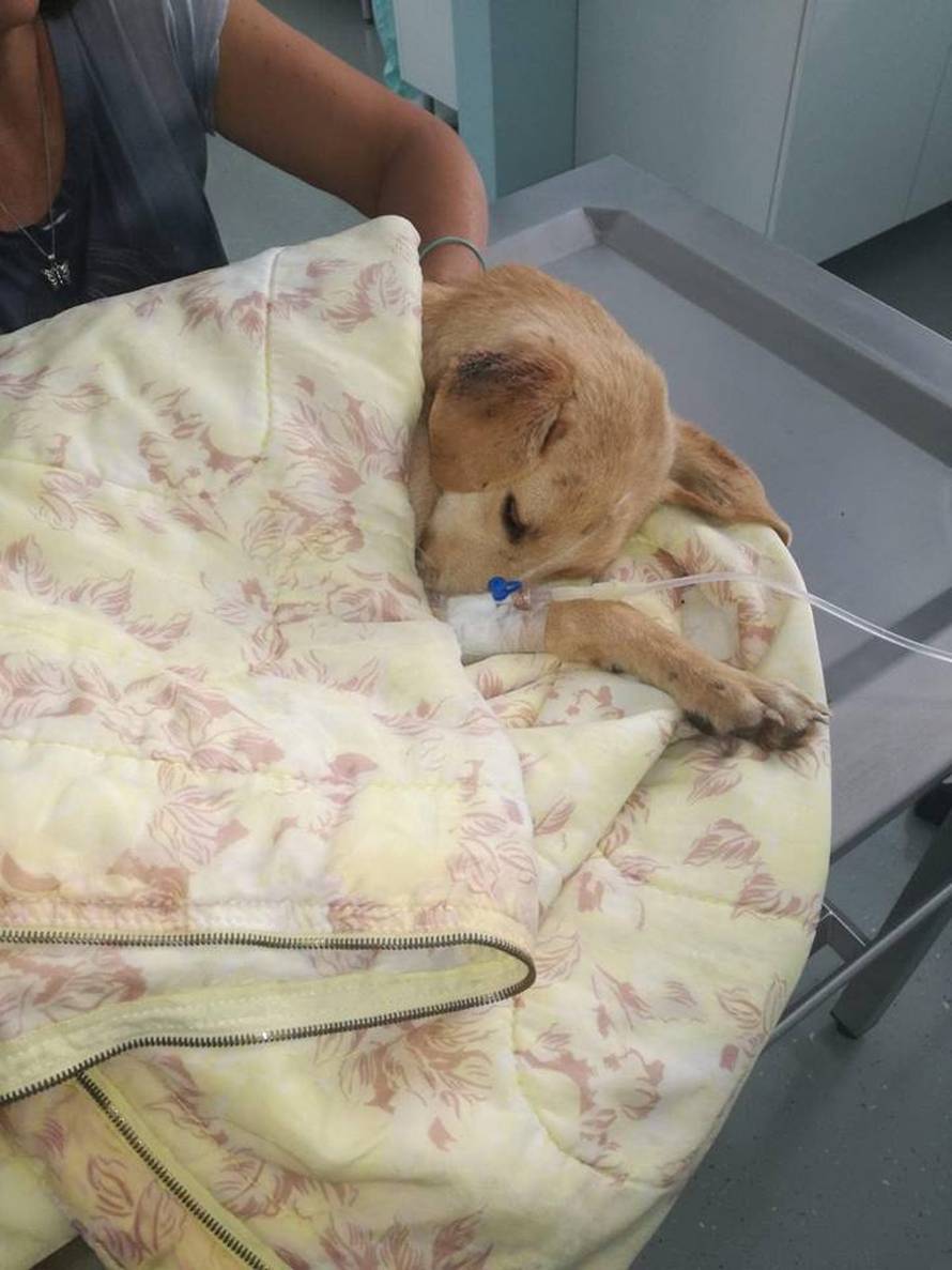 Kad institucije zakažu: 'Bili su na rubu smrti, spasili smo ih!'