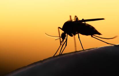 GMO gljive s DNK-om pauka uništavaju komarce malaričare