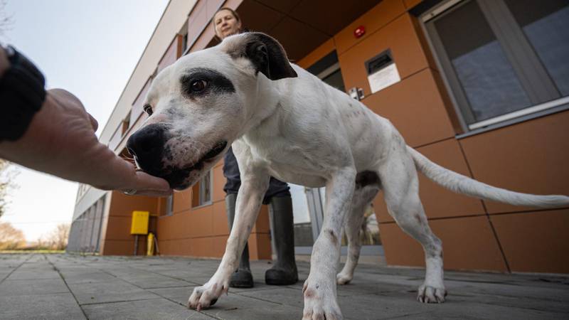 Ja sam Ariel. Pas koji spašava pse. Nisam jedini. Ima nas još