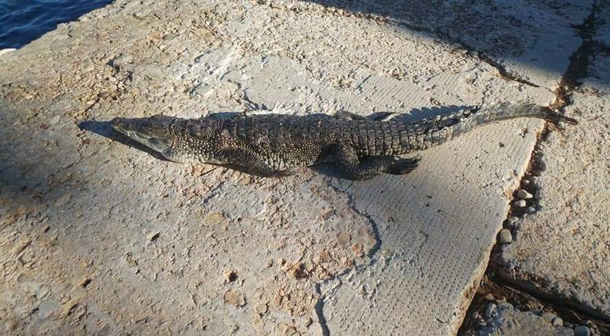 Jel moguće?! Krokodil na Visu!