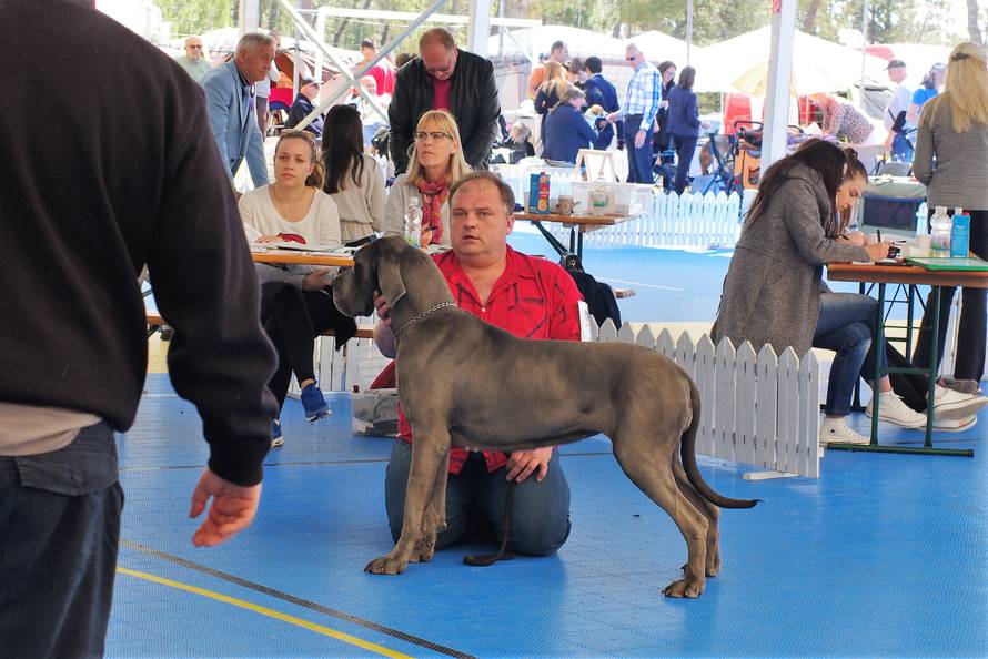 Pseći show: Američki golokoži u ringu s moskovskim čuvarom