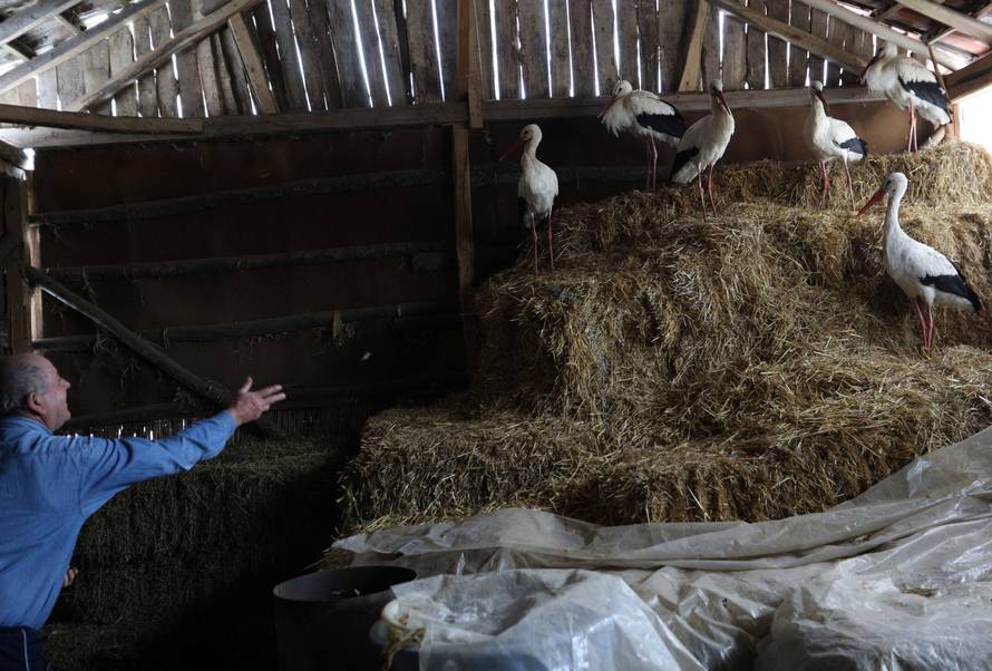 Bulgarian man feeds storks that he saved in the village of Chernik