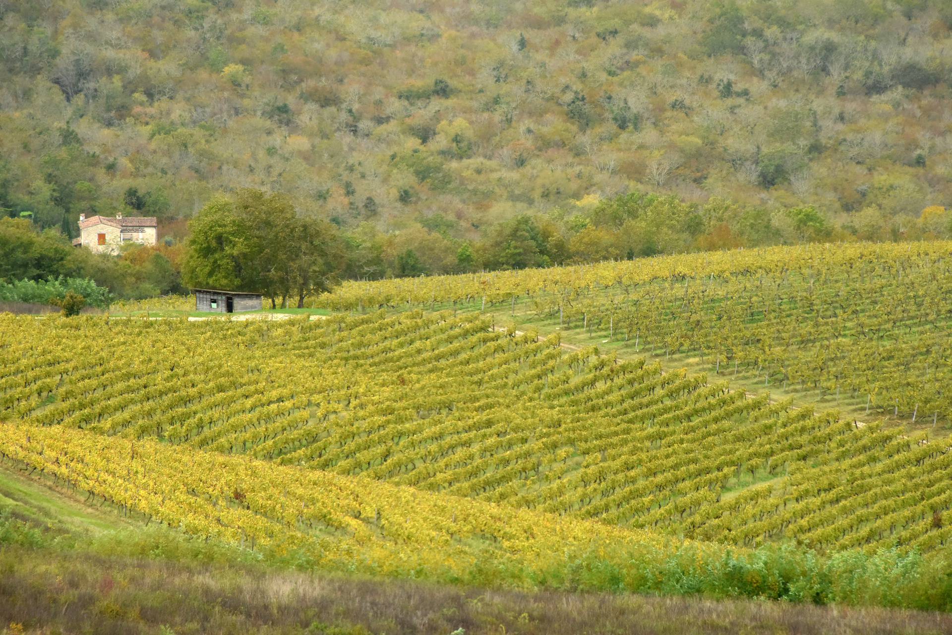 Vinarija Tomaz u Motovunu