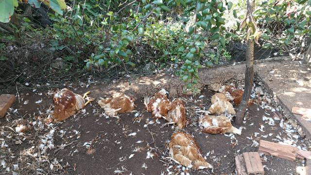 Mrtve kokoši