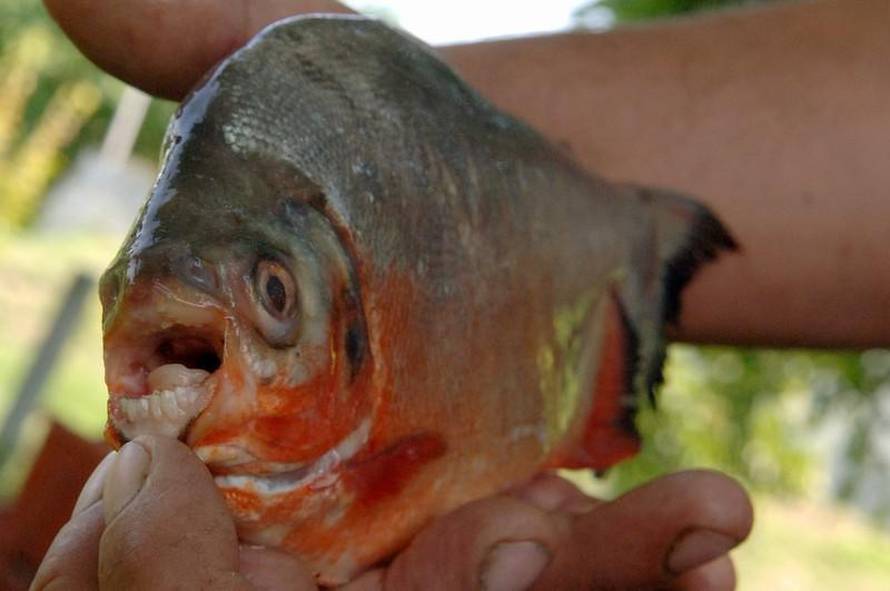 Davor Javorović/Pixsell