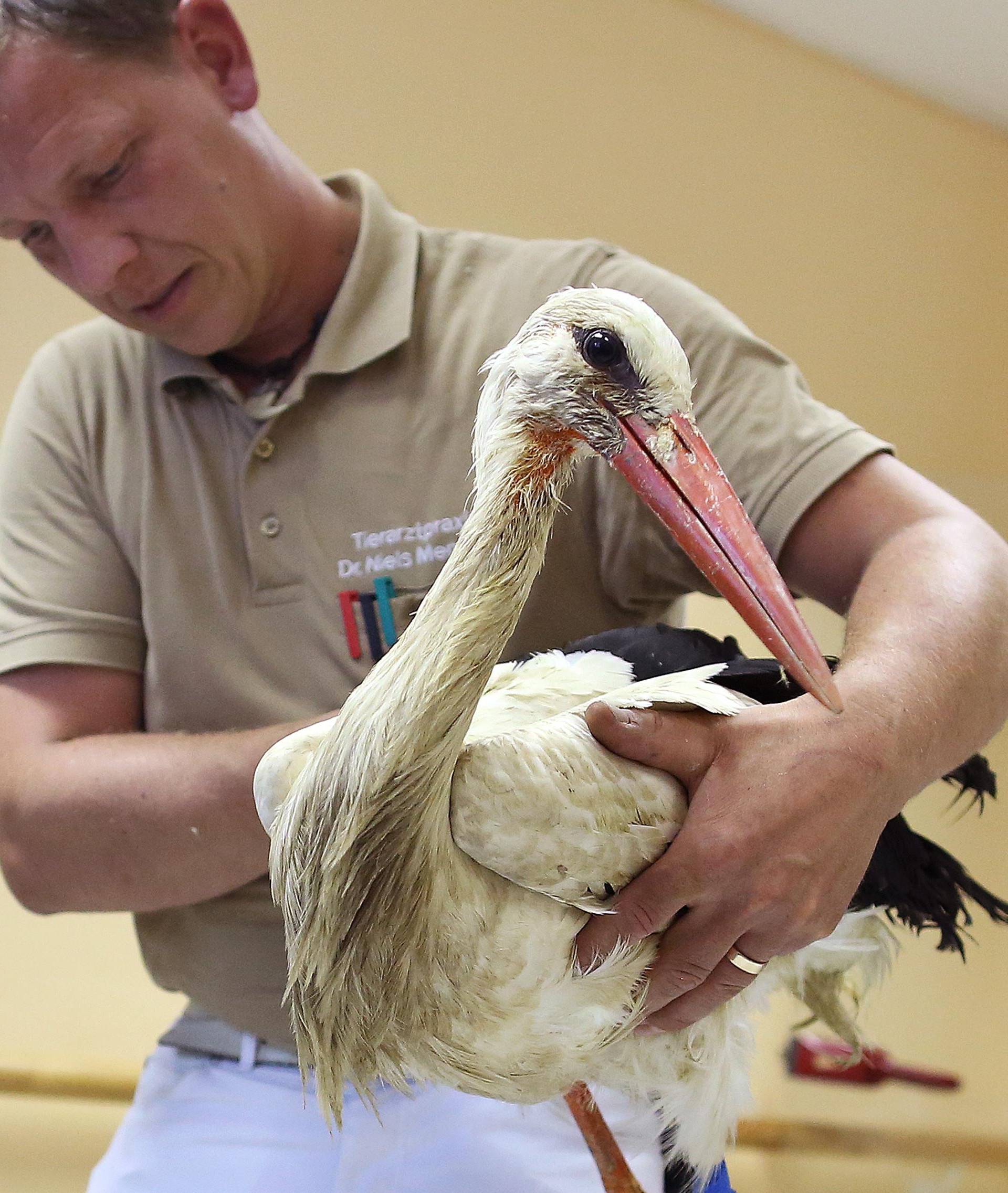 One-legged female stork Mathilda gets prothesis