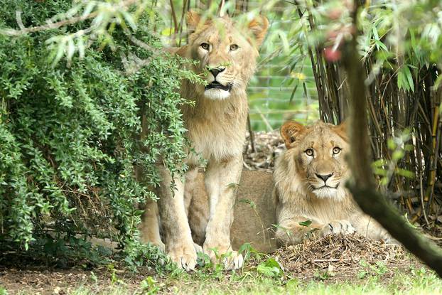 New Lions explore their enclosure at the zoo in Leipzig