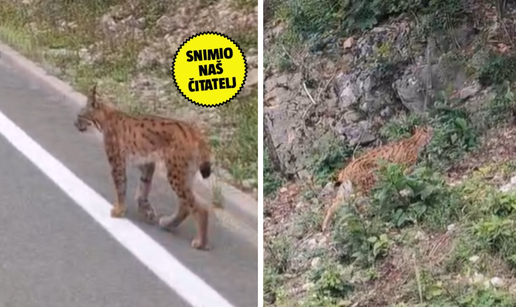 VIDEO Risa u opuštenoj šetnji snimio kraj Delnica. Šmugnuo kad je čuo Zečića iz automobila