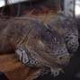 Florida iguanas fall from trees after temperature drop
