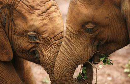 Slonove u Tajlandu dali na posvojenje za 75.000 kuna