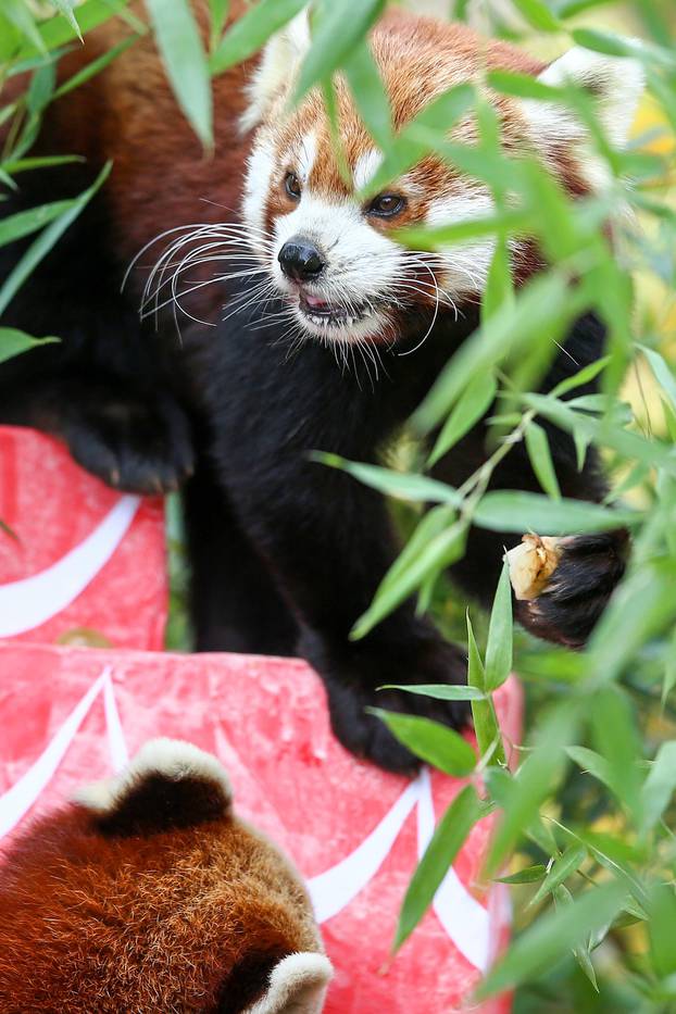 Zagreb: Međunarodni dan crvenih pandi u Zoološkom vrtu