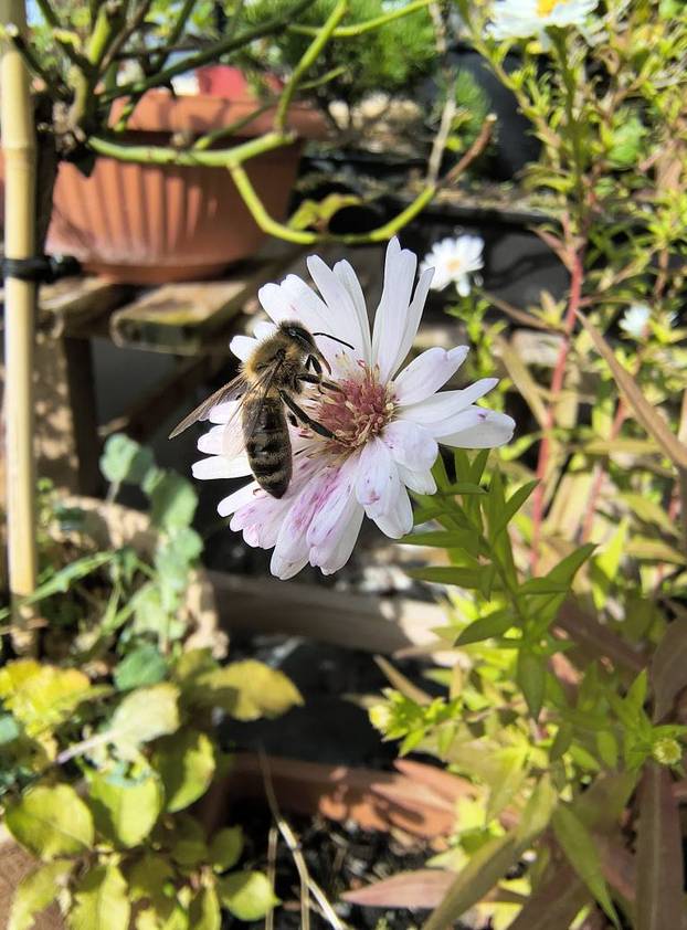 FOTO Zoran je na krovu zgrade u Zagrebu napravio zelenu oazu: 'Tu sadimo biljke, družimo se...'