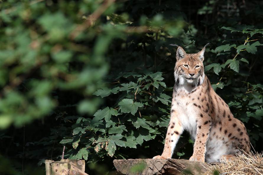 Alarmantno stanje: S.o.S. ris, Hrvatska ostaje bez zvijeri