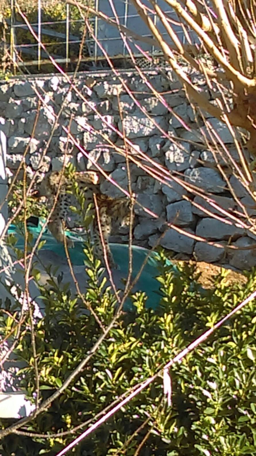 Izgubio je majku: Mali uplašeni ris luta primorskim mjestom