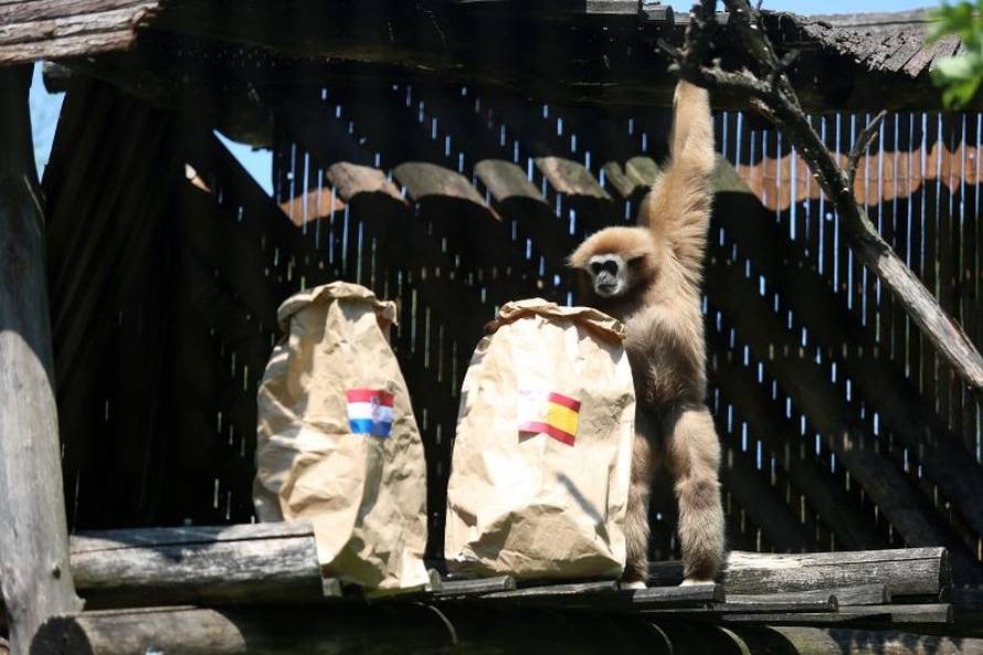 Neodlučni majmun: Prvo uzeo španjolsku vreću pa ju je bacio