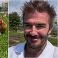 VIDEO Beckham ima novi hobi: Postao je farmer i uzgaja kokoši