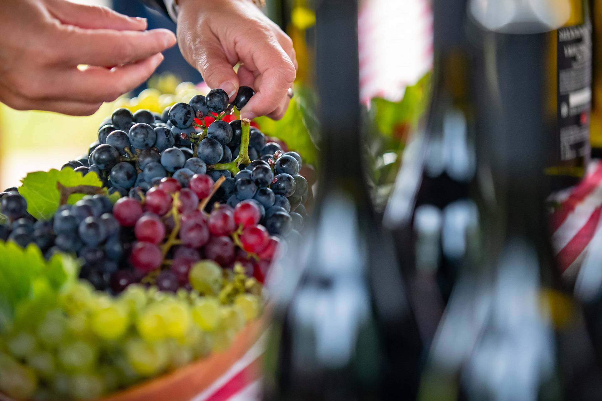 Slavonija i Podravina, wine not!? Ovaj vinski festival će vas oduševiti