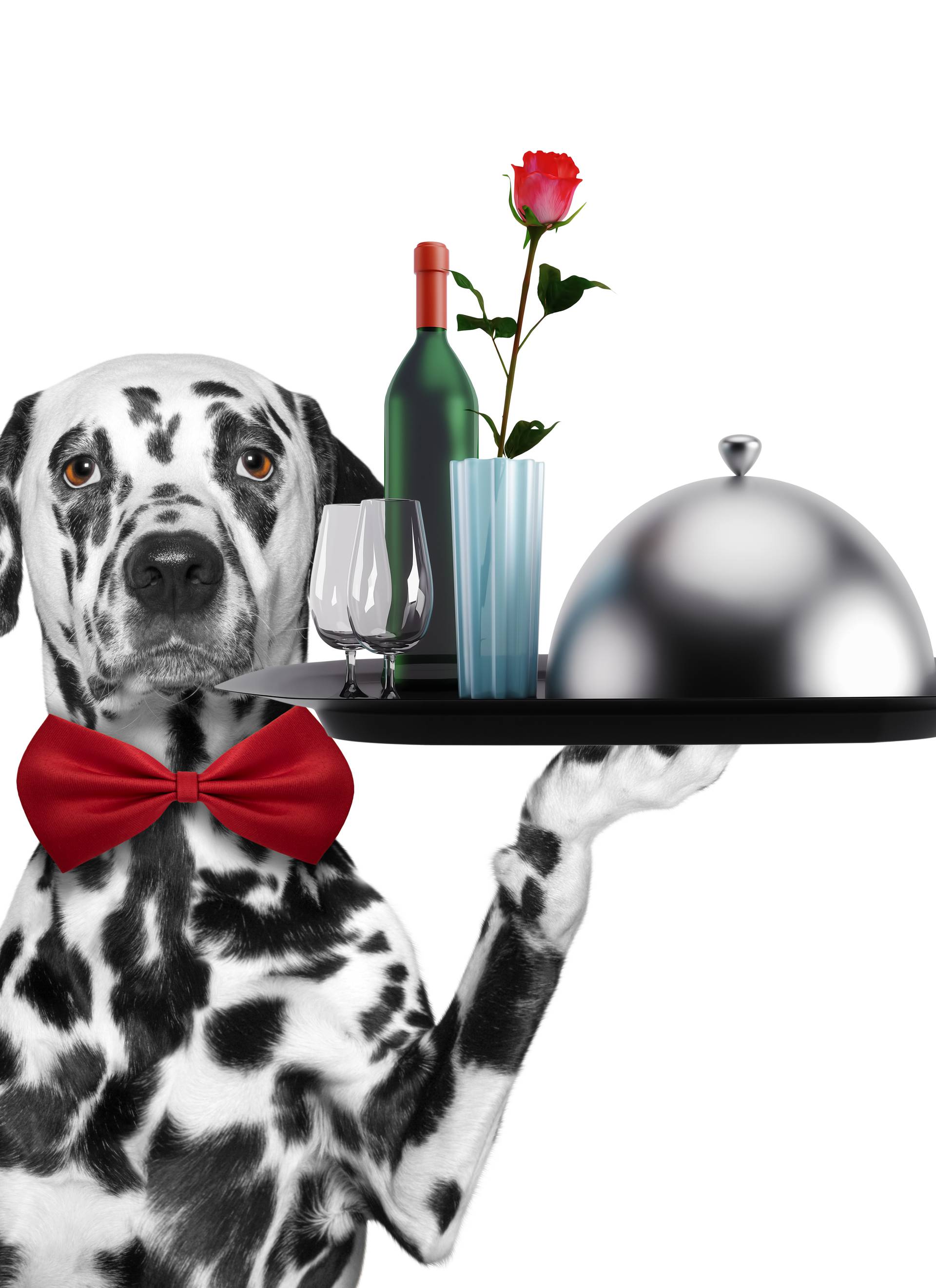 Waiter dalmatian dog with dishes, wine and rose. Isolated on whi