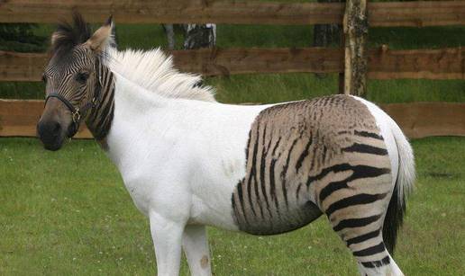 Konj je konj a zebra je zebra, ili možda i ne....