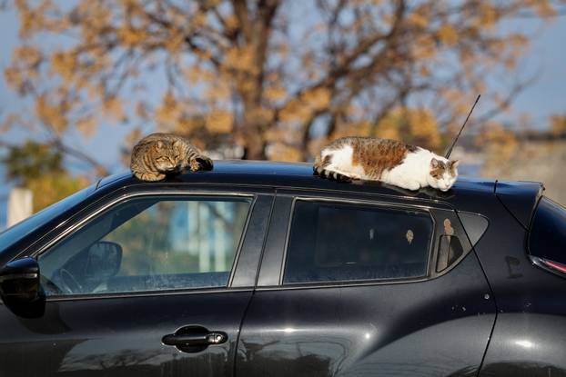 Zadar: Mace uživaju u sunčanom danu