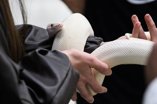 Zagreb: Izložba zmija, papiga, guštera i paukova u Family mallu