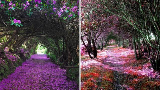 Prirodni tuneli rododendrona u Irskoj - izgledaju kao iz bajke