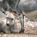 Turisti našli dva napuštena magarca na Kurbi Maloj: 'Loše su, popili su 20 litara vode'