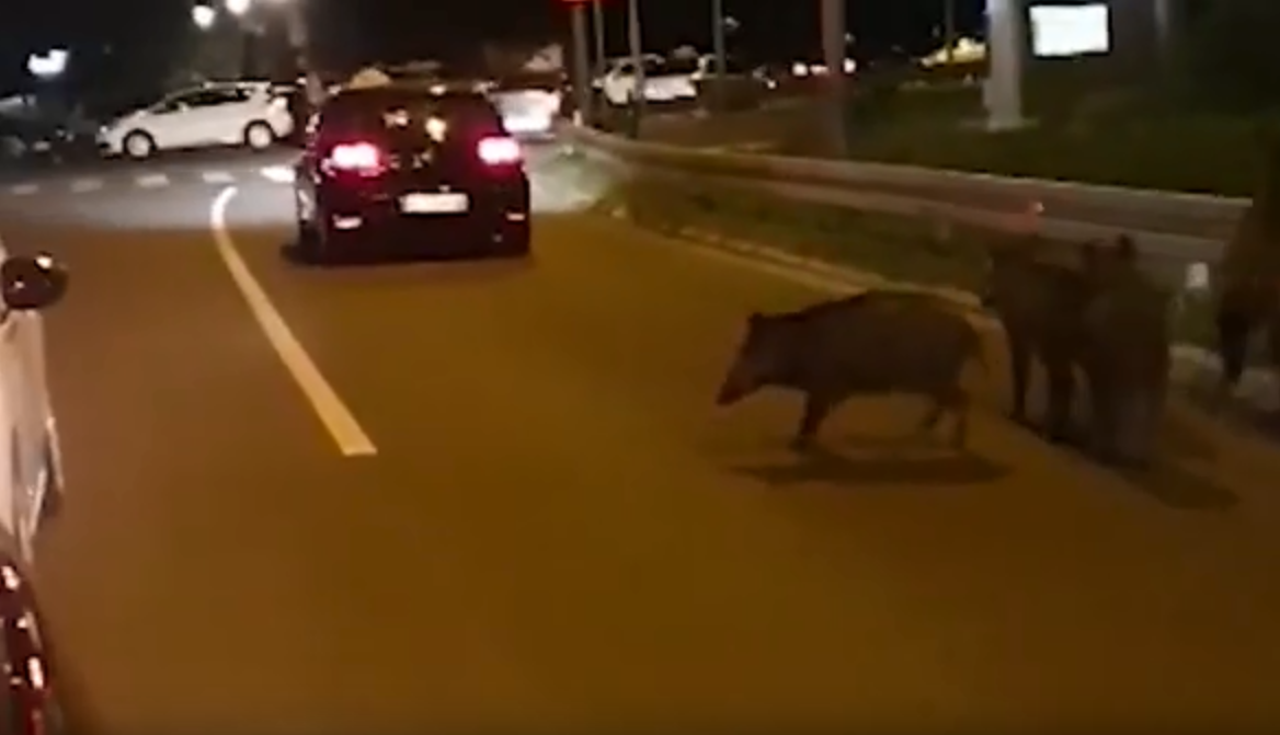 Divlje svinje okupirale Beograd, jedna u panici pala s petog kata