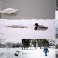 FOTO Snježna idila u Zagrebu: Djeca su već izvukla sanjke, na Jarunu se patke trude ugrijati