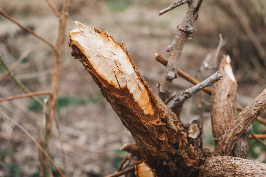 Dabrovi u Novom Marofu rade probleme: 'Ukrali su 200 letvi radnicima i odnijeli ih u potok'