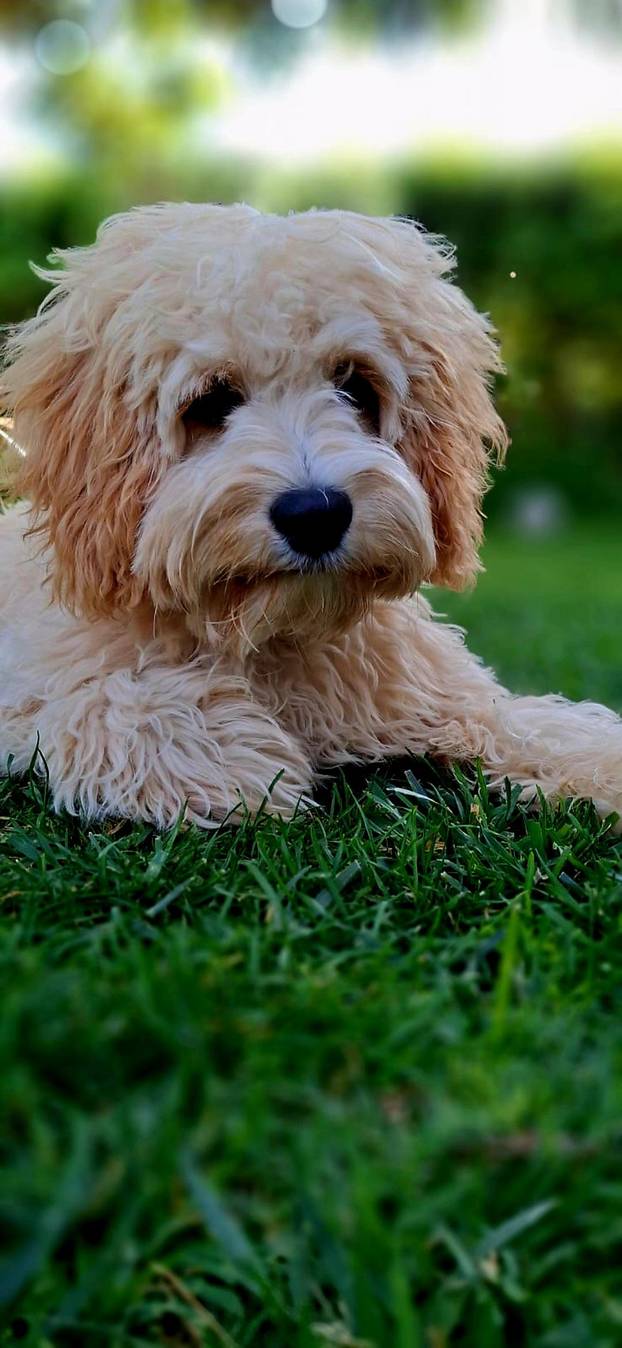 SUPER FOTKE vaših ljubimaca! Neki bi mogli biti viralni hit, ali svi su jednostavno neodoljivi