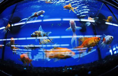 Kako odabrati akvarij za ribice i na što paziti kod postavljanja