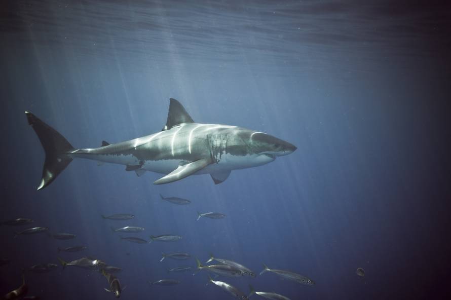 Ralje iz panonskih dubina: Zub megalodona našli i u Slavoniji