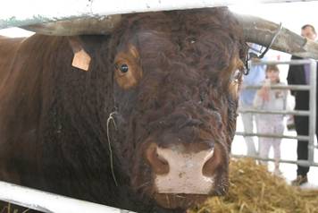 Gudovac: Bik Ogulin teži čak 1.196 kilograma