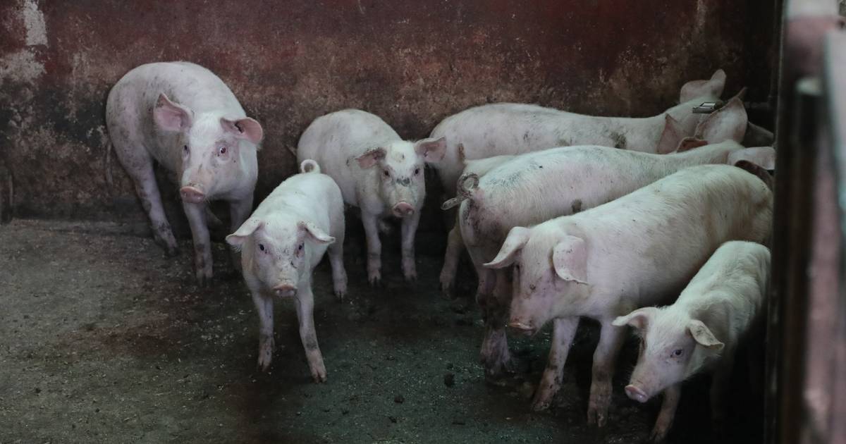 Biosecurity Measures in Pig Breeding Facilities Experience Rapid Growth Thanks to ASK
