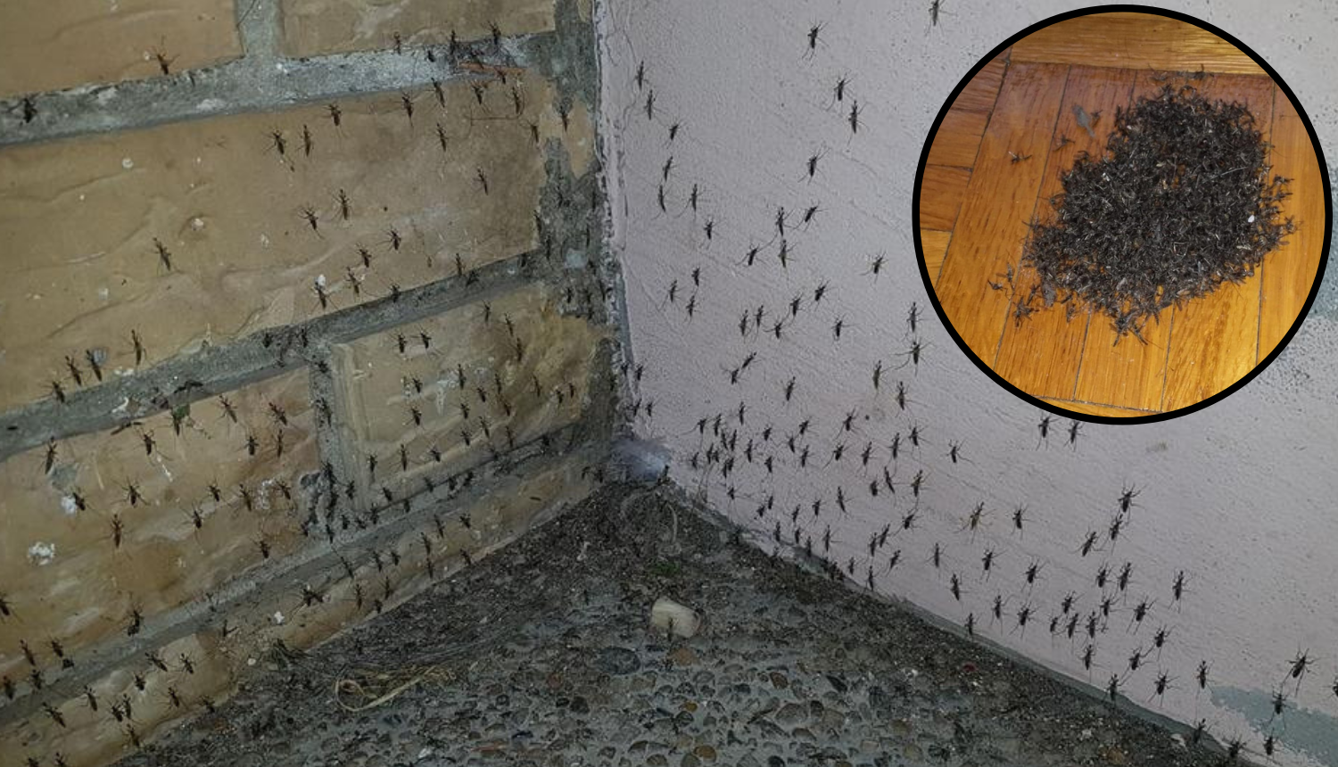 Komarcograd: Osječani 'mirišu' na Autan, najezda je neizdrživa