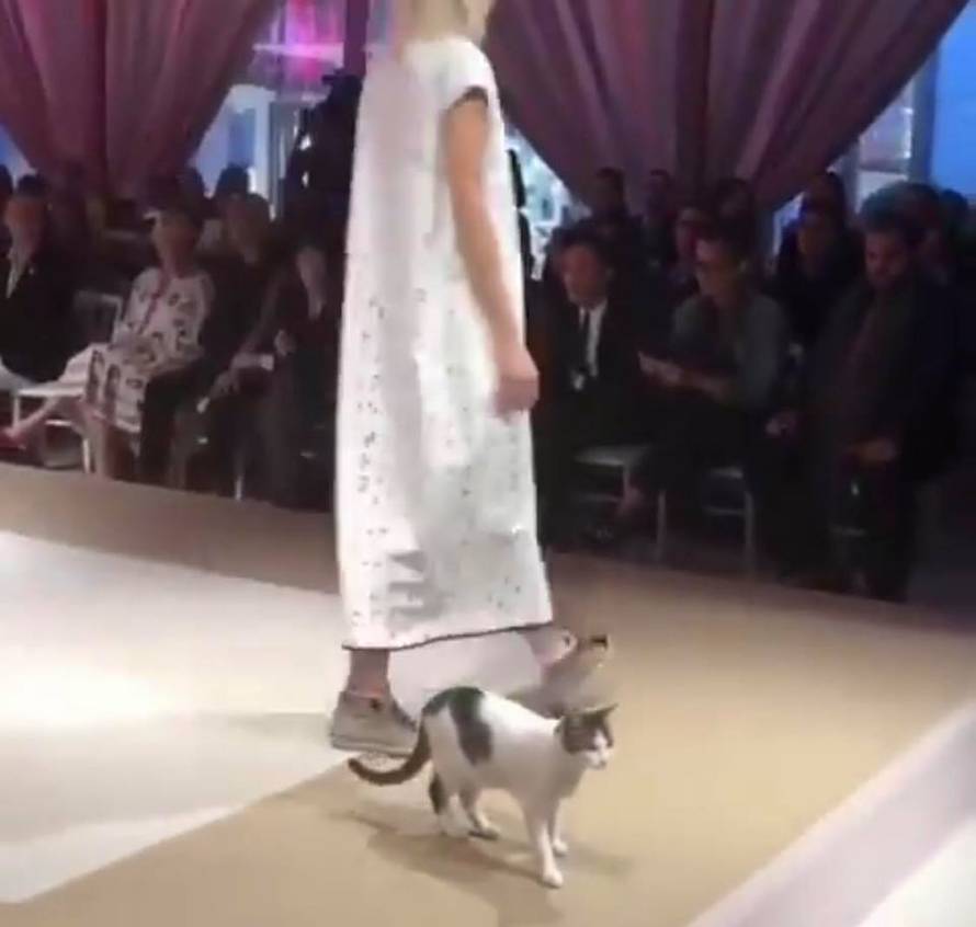 Nepozvana gošća: Maca upala na reviju, šetala i dirala modele