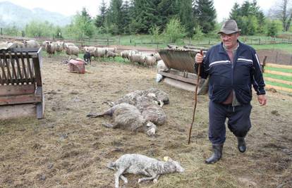 Medvjed opet poharao imanje, ovog puta je zaklao 11 ovaca