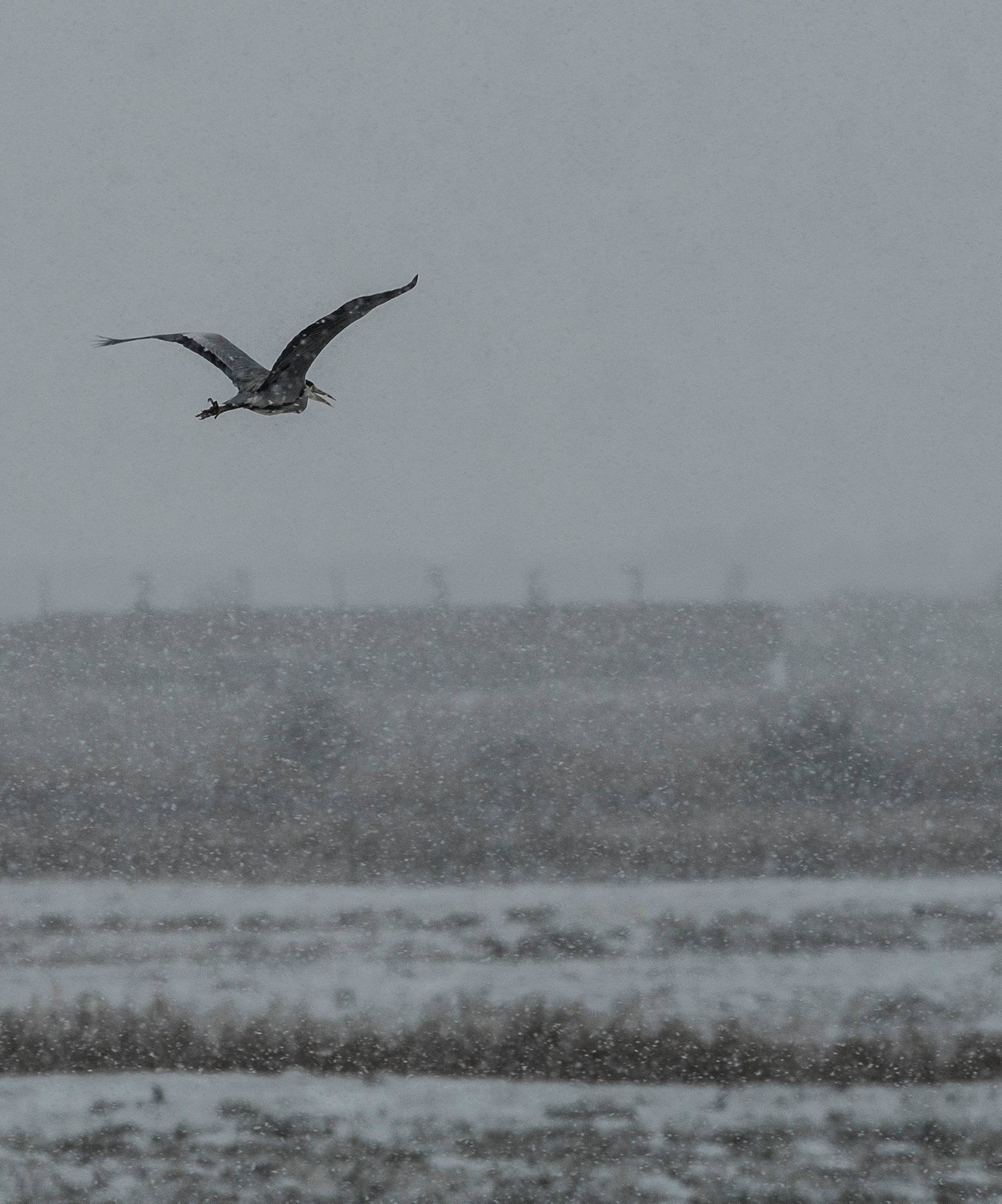 A Heron flies in the snow at a Ex M.O.D. WW1 and WW2 firing range. Now managed by the RSPB