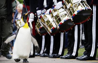 Kraljevski pingvin Nils Olav dobio počasni naslov viteza