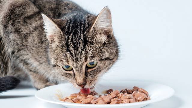Čitajte koliko u konzervi hrane za mačke stvarno ima mesa