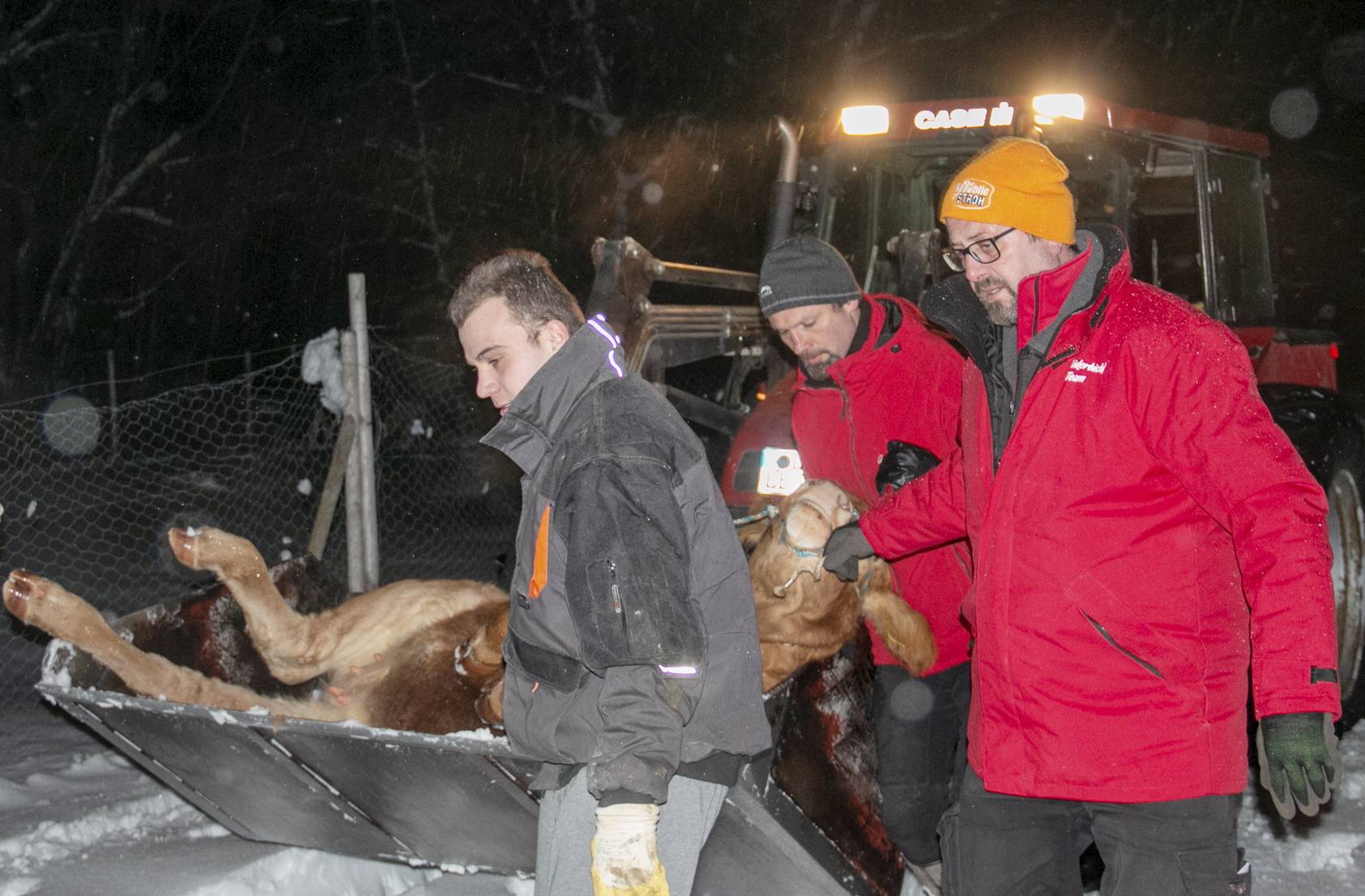 Runaway cow "BÃ¼xi" is seized